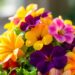 cooking with edible flowers